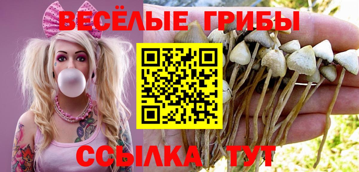 Галлюциногенные грибы Psilocybine cubensis  наркотики  Междуреченск  Вход с VPN  Псилоцибиновые грибы мицелий 